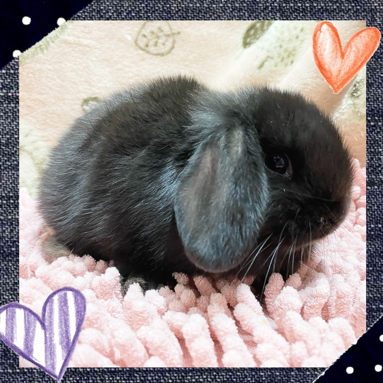 【春日井ぺけっと】たれ耳愛いしロップ🐰✨【哺乳類】