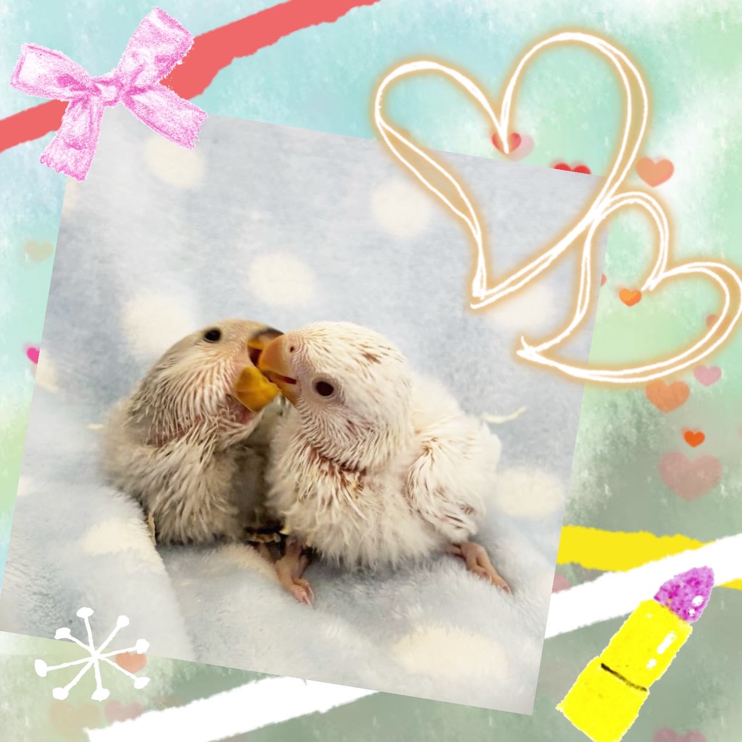 【春日井ぺけっと】夏色のコザクラ来てます🌊✨【鳥類】