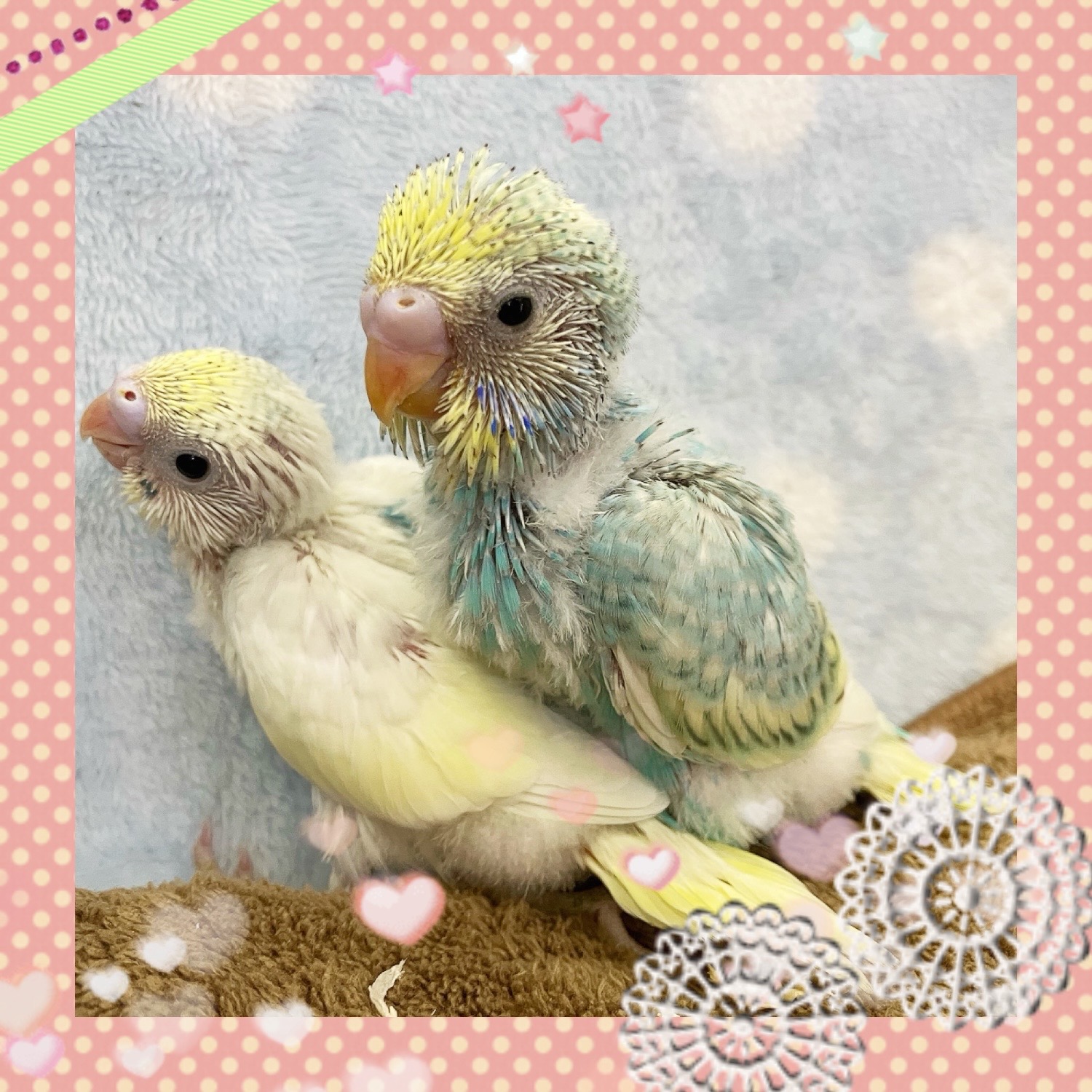 【春日井ぺけっと】またもや着弾！！セキセイ軍団✨【鳥類】