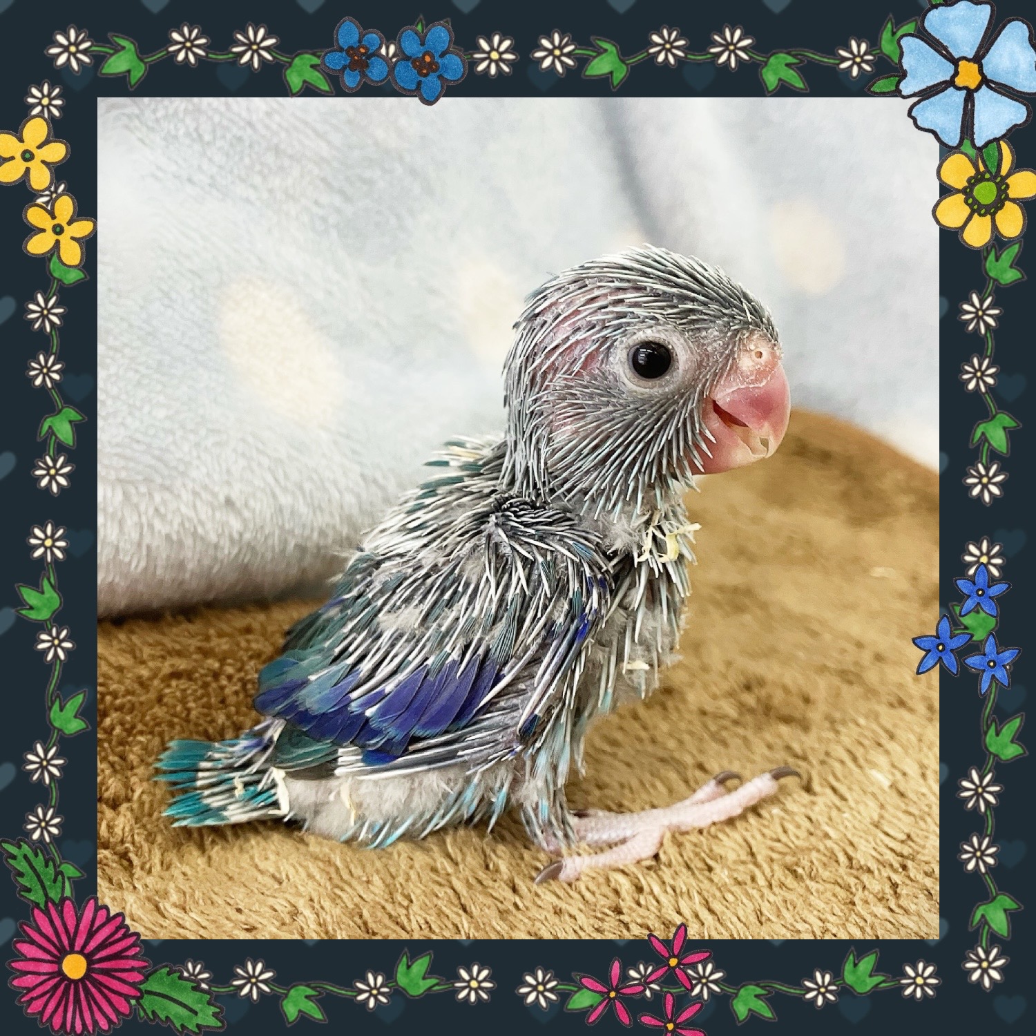 【春日井ぺけっと】小粒なマメがデビューしてます🫘✨【鳥類】