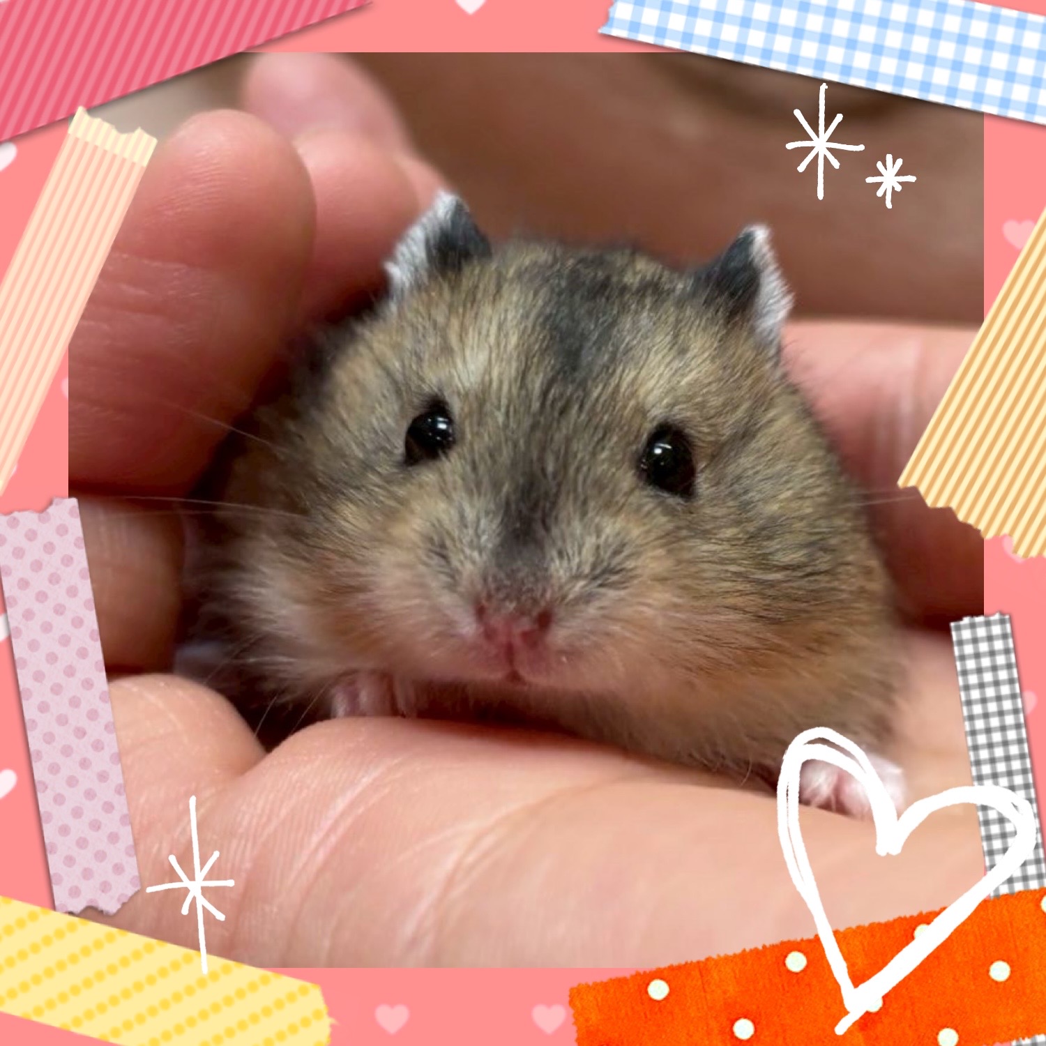 【春日井ぺけっと】ペけっ子じゃんじゃんデビュー🐹✨【哺乳類】