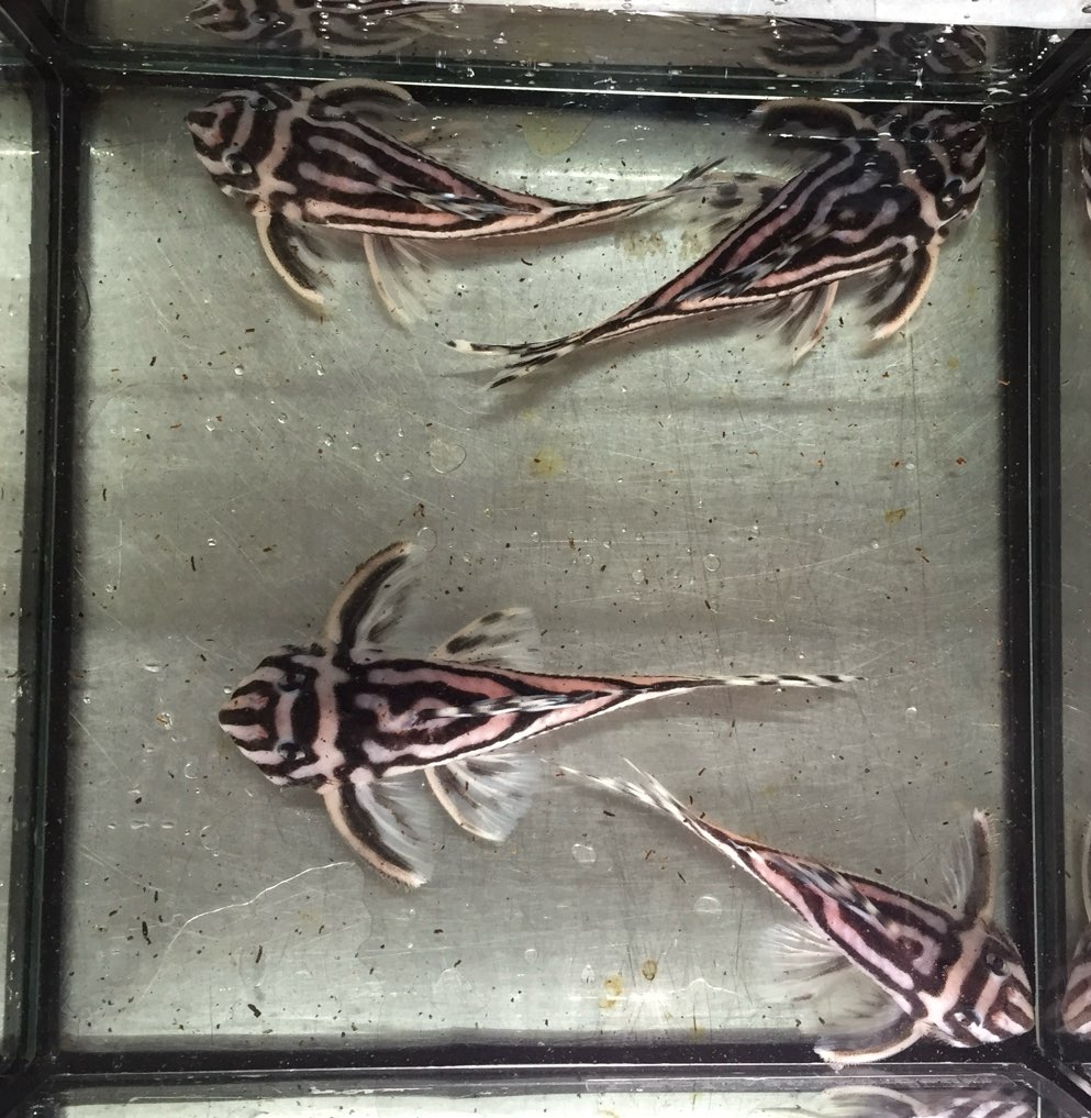 特大インペリアルゼブラプレコ ブルーアイプラチナバルーンライヤー