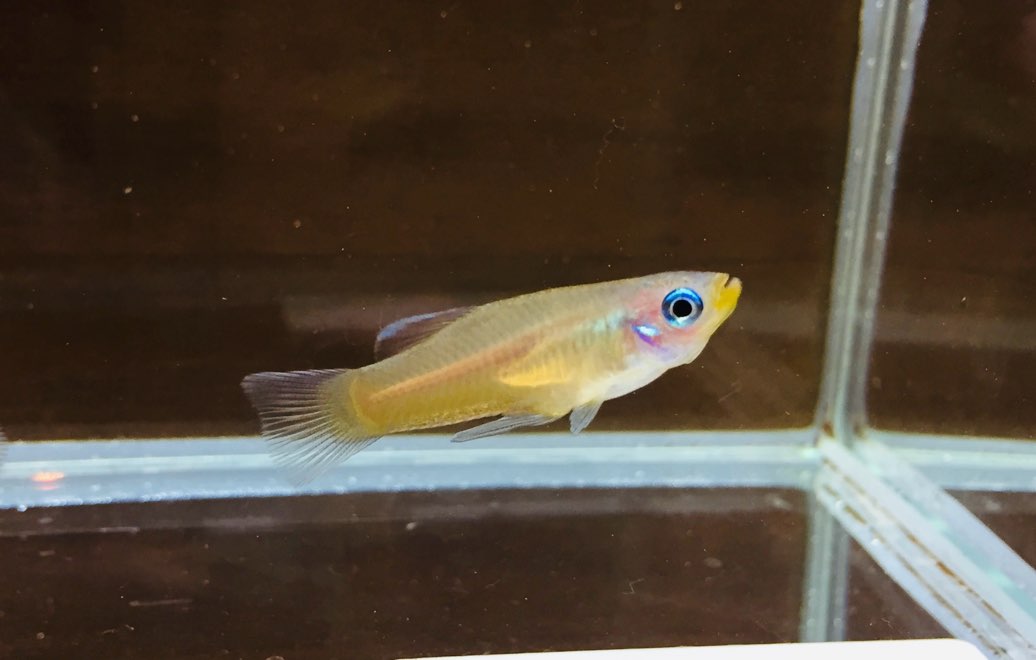 ヨーロッパは凄い！！ 2025/9/6 新入荷！春日井熱帯魚
