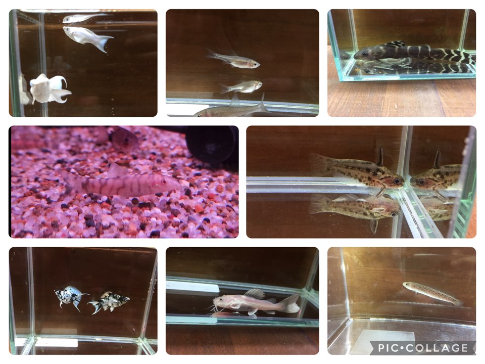 激アツバルーンモーリー＆新着ボーシャ 着弾 2025/9/27 春日井熱帯魚 新入荷