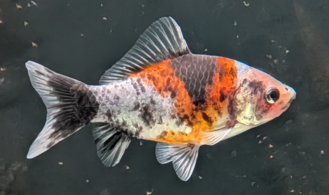 【春日井和金】9/20　12時より販売スタート！