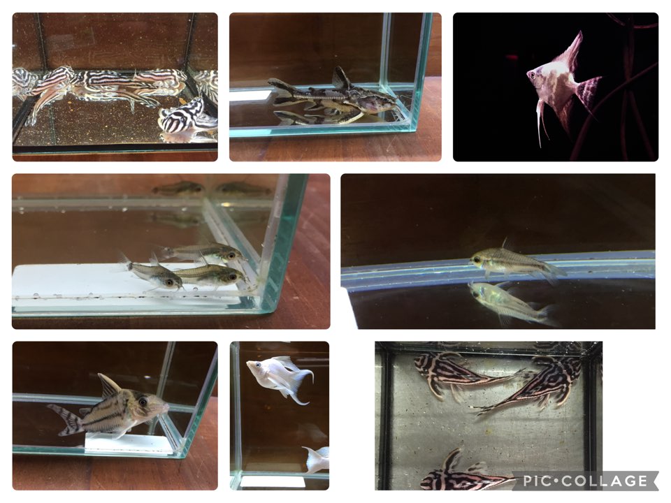 特大インペリアルゼブラプレコ　ブルーアイプラチナバルーンライヤーテールモーリー入荷　春日井熱帯魚