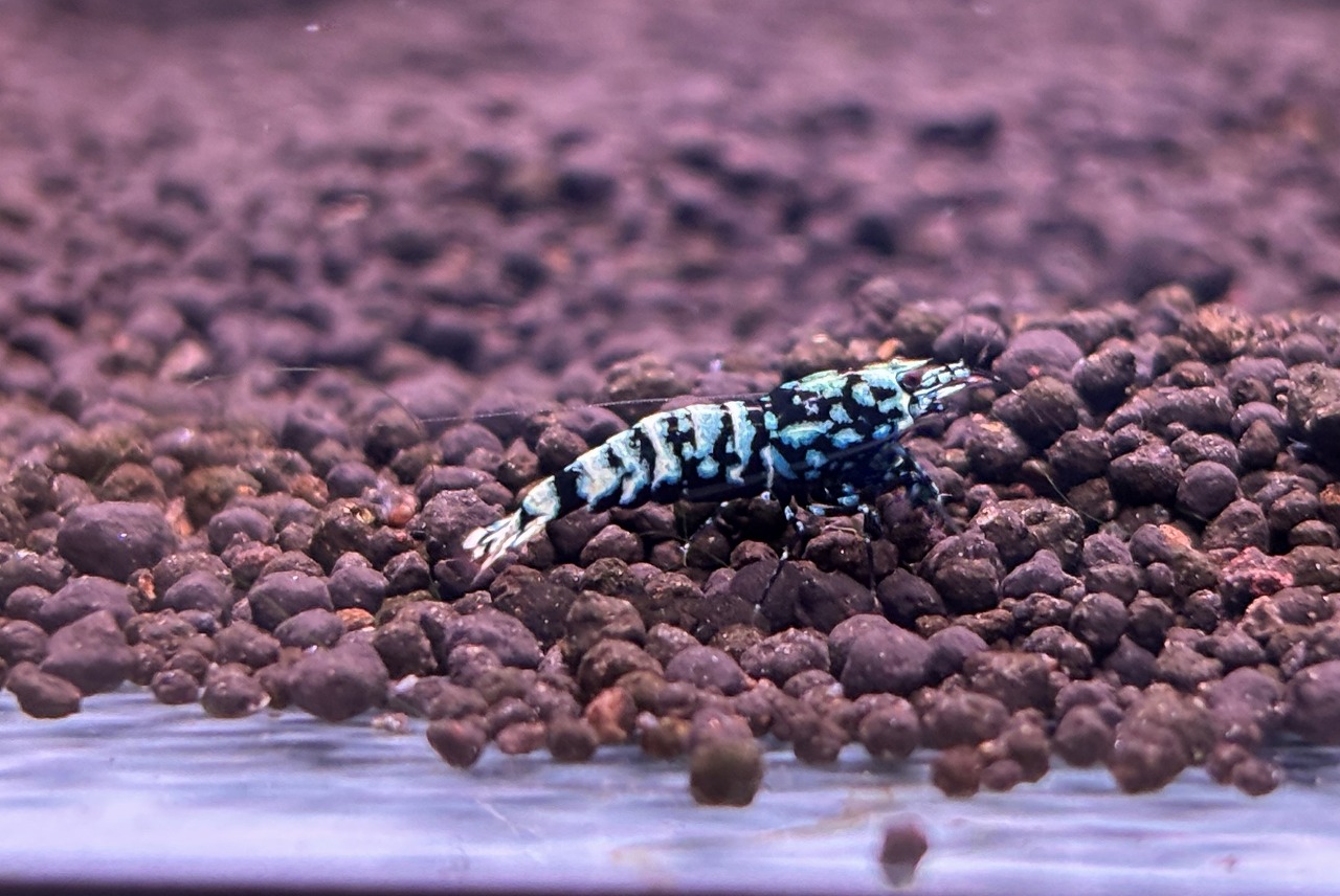 【春日井シュリンプ】ダイヤモンド✧˖💎₊✧【月末市】