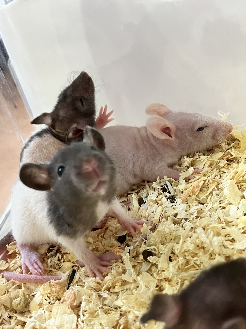 【春日井ぺけっと】はだかんぼラットがいっぱいだ〜！【哺乳類】