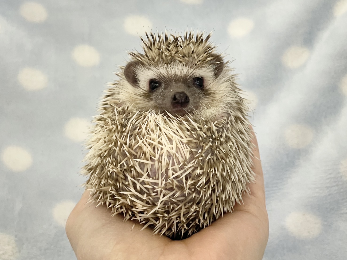 【春日井ぺけっと】ハリベビ来たりて！【哺乳類】