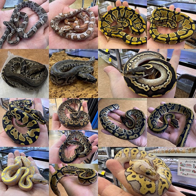 【インターペポニ】🐍ナゴレプ楽しんでるかい？🐍