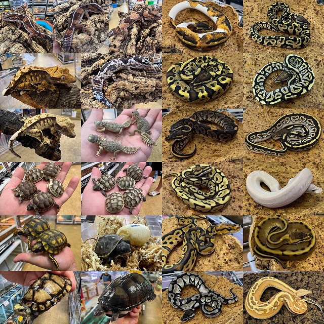 【インターペポニ】明日＆明後日は30周年祭の『月末市』です！