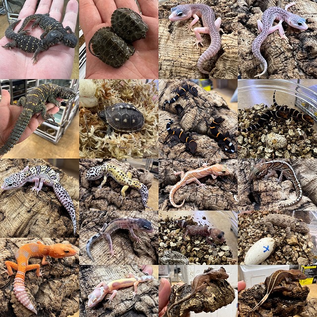 【インターペポニ】いよいよナゴレプ！今週末は名古屋がアツイ！！