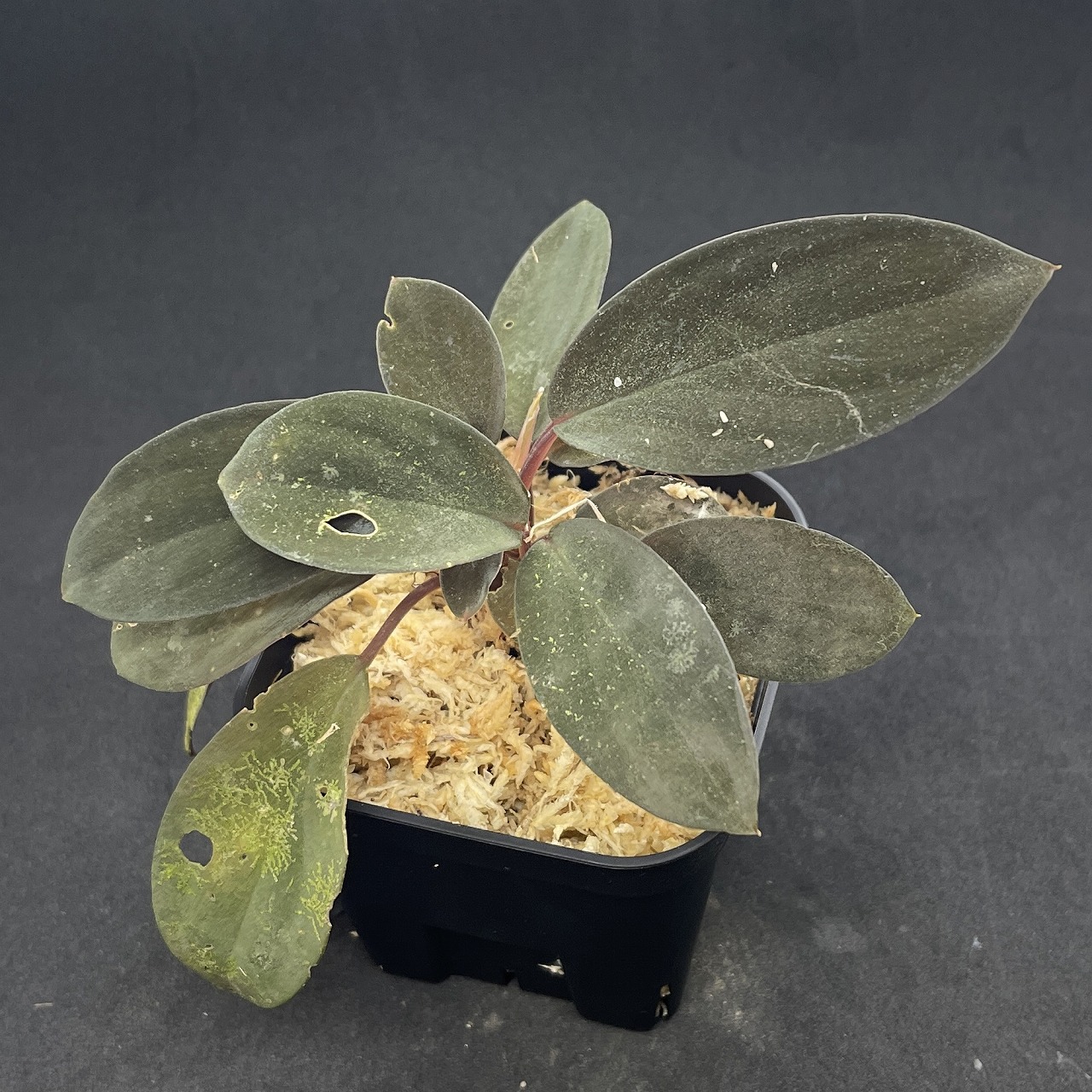 ラピュタ再入荷！※今回はみなと店でのリリースです！