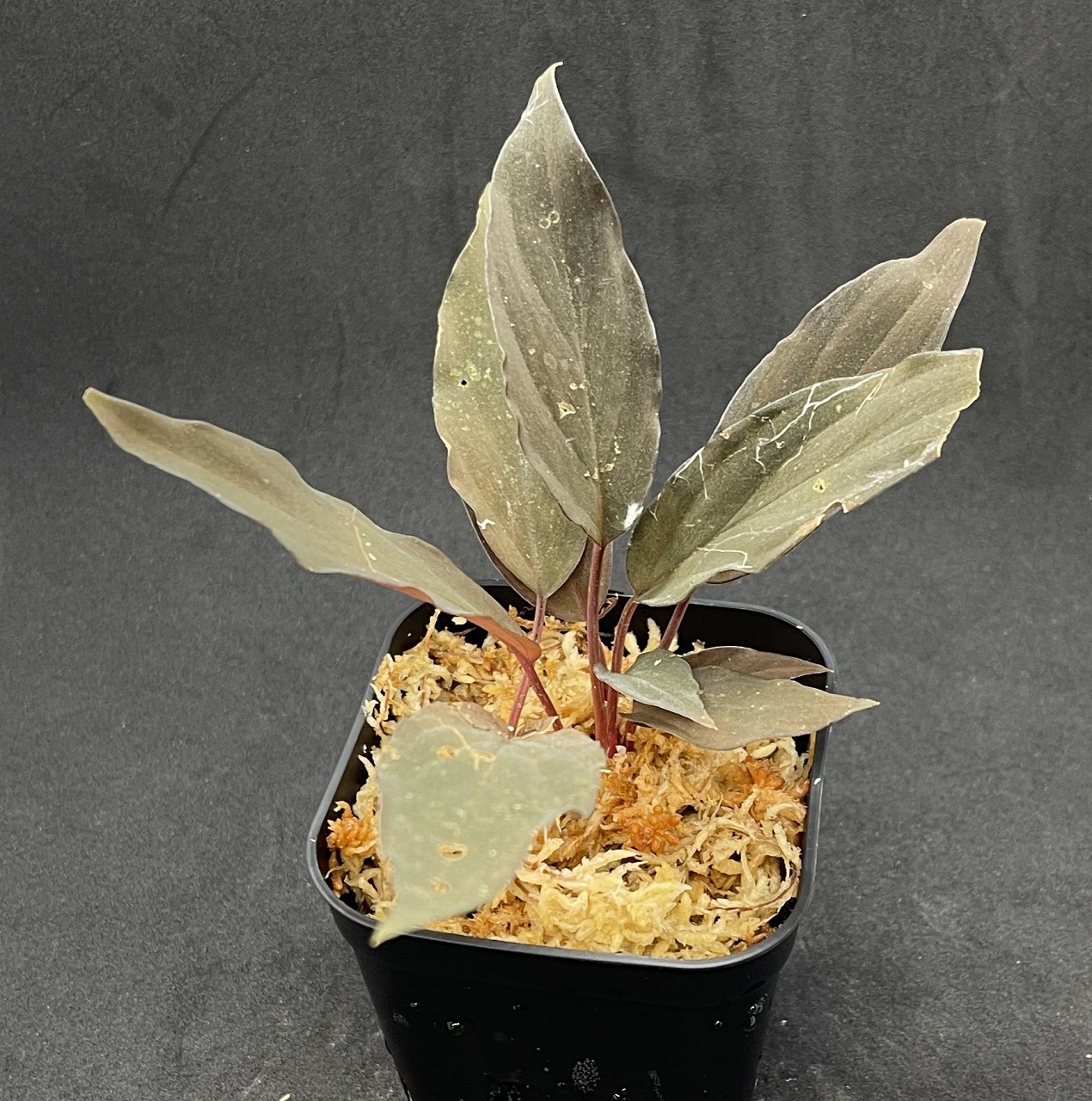 ご本人登場！！？ | 名古屋のペットショップRemix【リミックス・ペポニ】