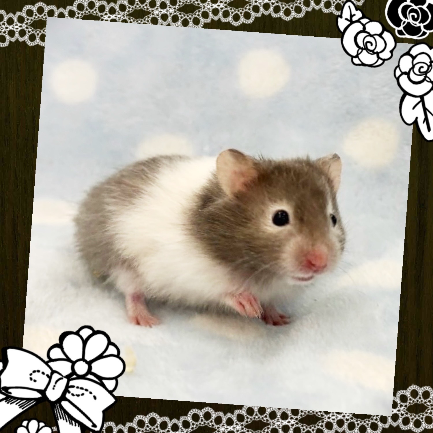 【春日井ぺけっと】🤍🖤ゴールデンハムスター🖤🤍【哺乳類】
