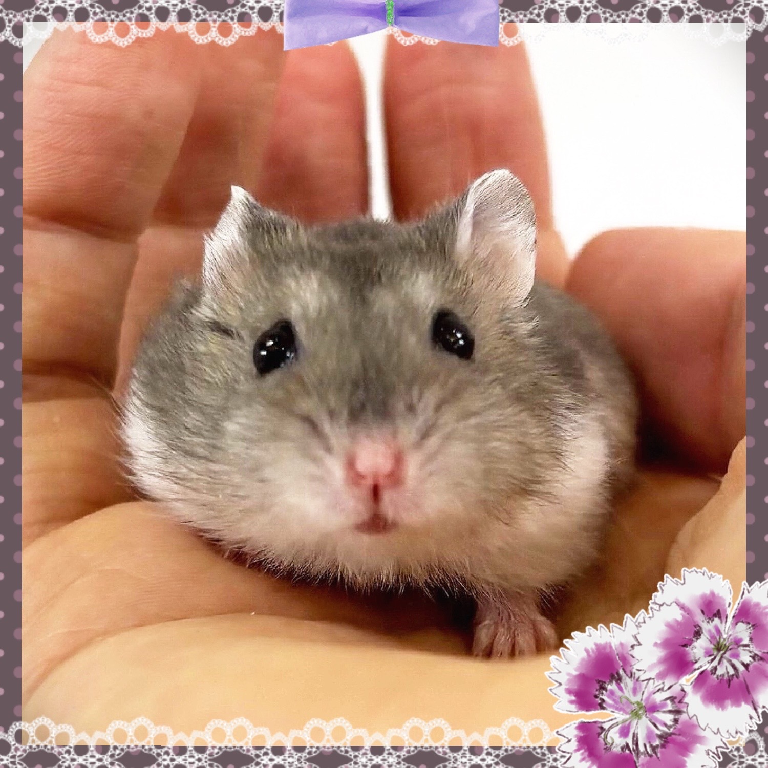 【春日井ぺけっと】やっぱり人気！ジャンガリアン🐹【哺乳類】