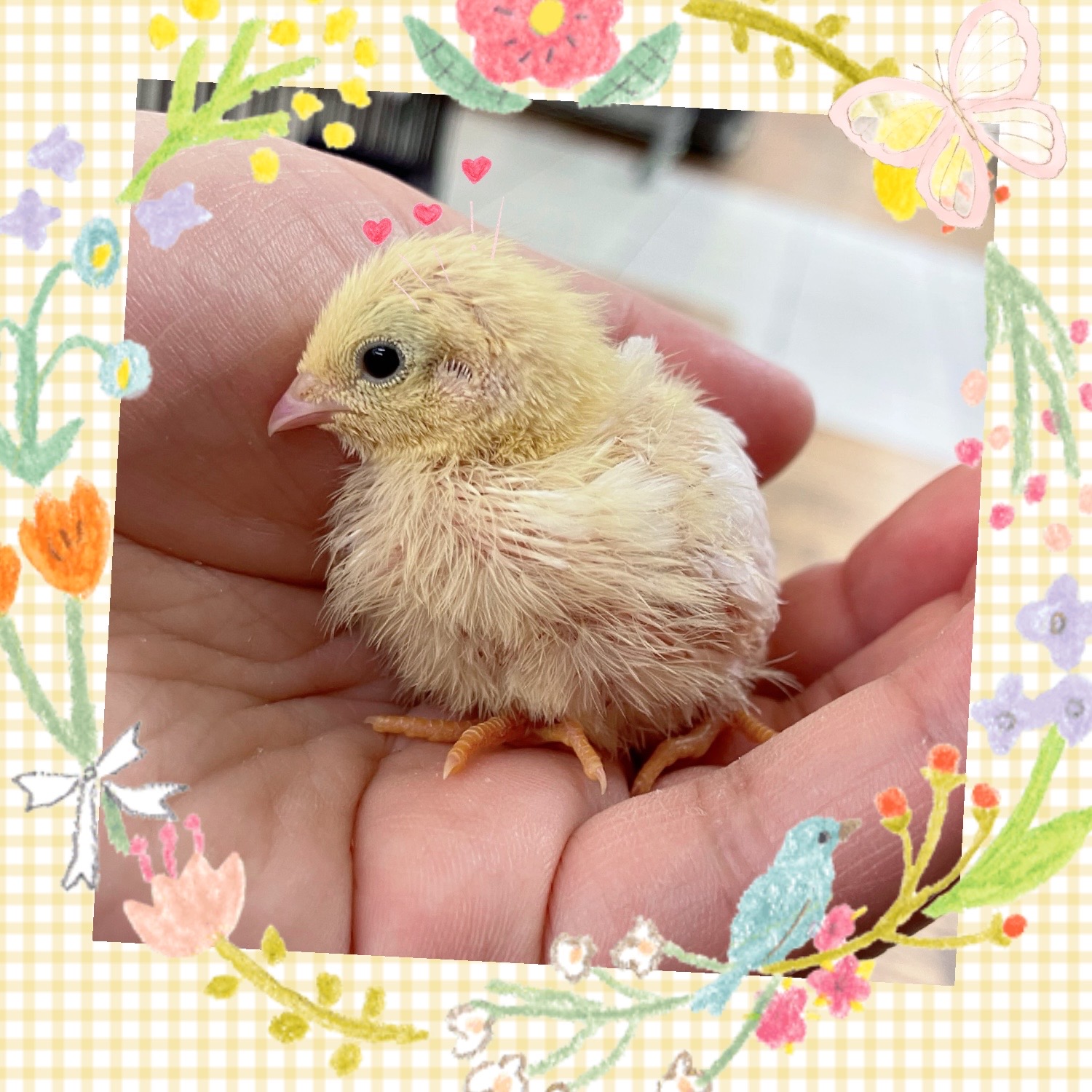 【春日井ぺけっと】手のひらサイズのウズラ🫴🐣【鳥類】
