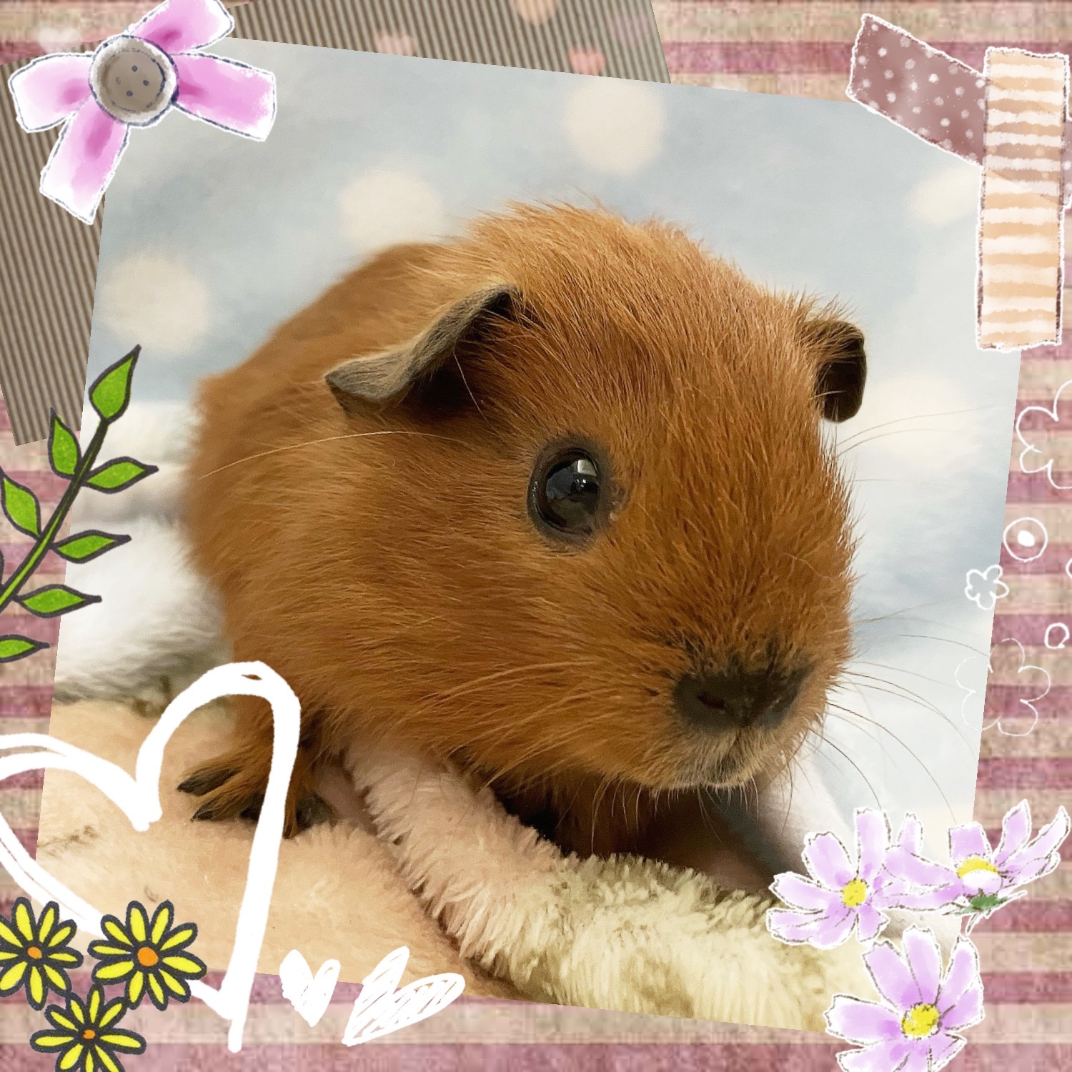 【春日井ぺけっと】モル広場充実してます✨　ロシアン編【哺乳類】