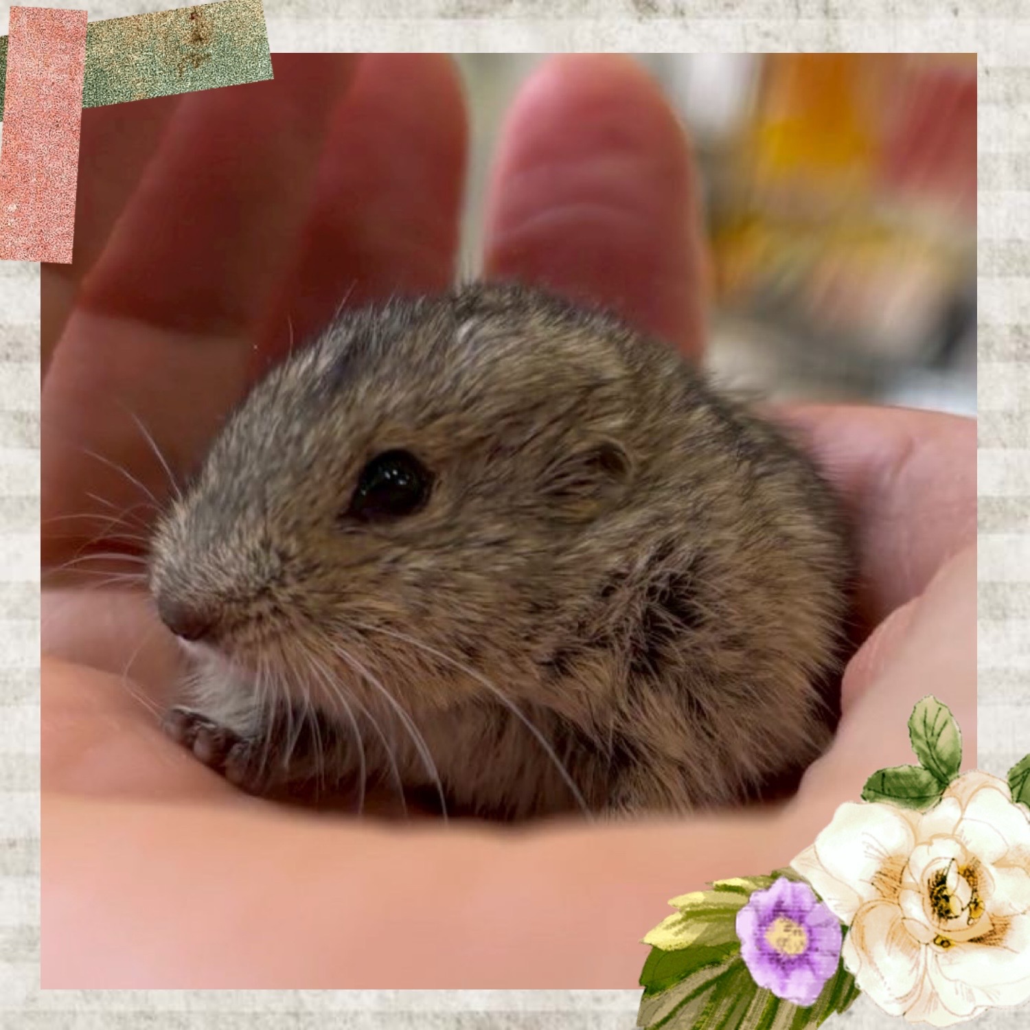 【春日井ぺけっと】ステップレミング到着〜〜🐭🌱【哺乳類】