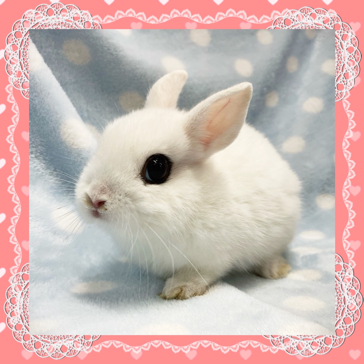 【春日井ぺけっと】ちびちびホト来てますよ🐰✨【哺乳類】