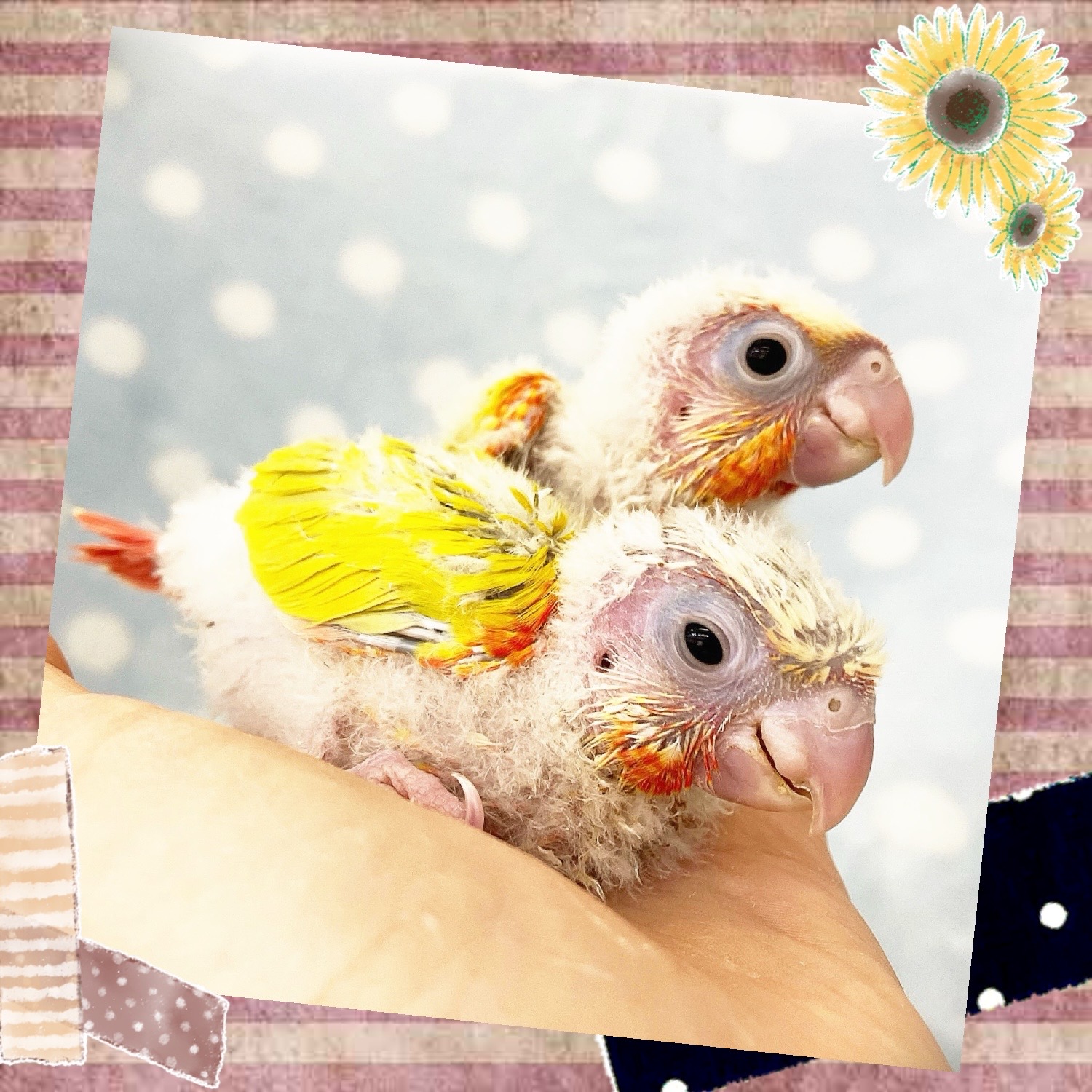 【春日井ぺけっと】わたふわ！ウロコヒナ🐣✨【鳥類】