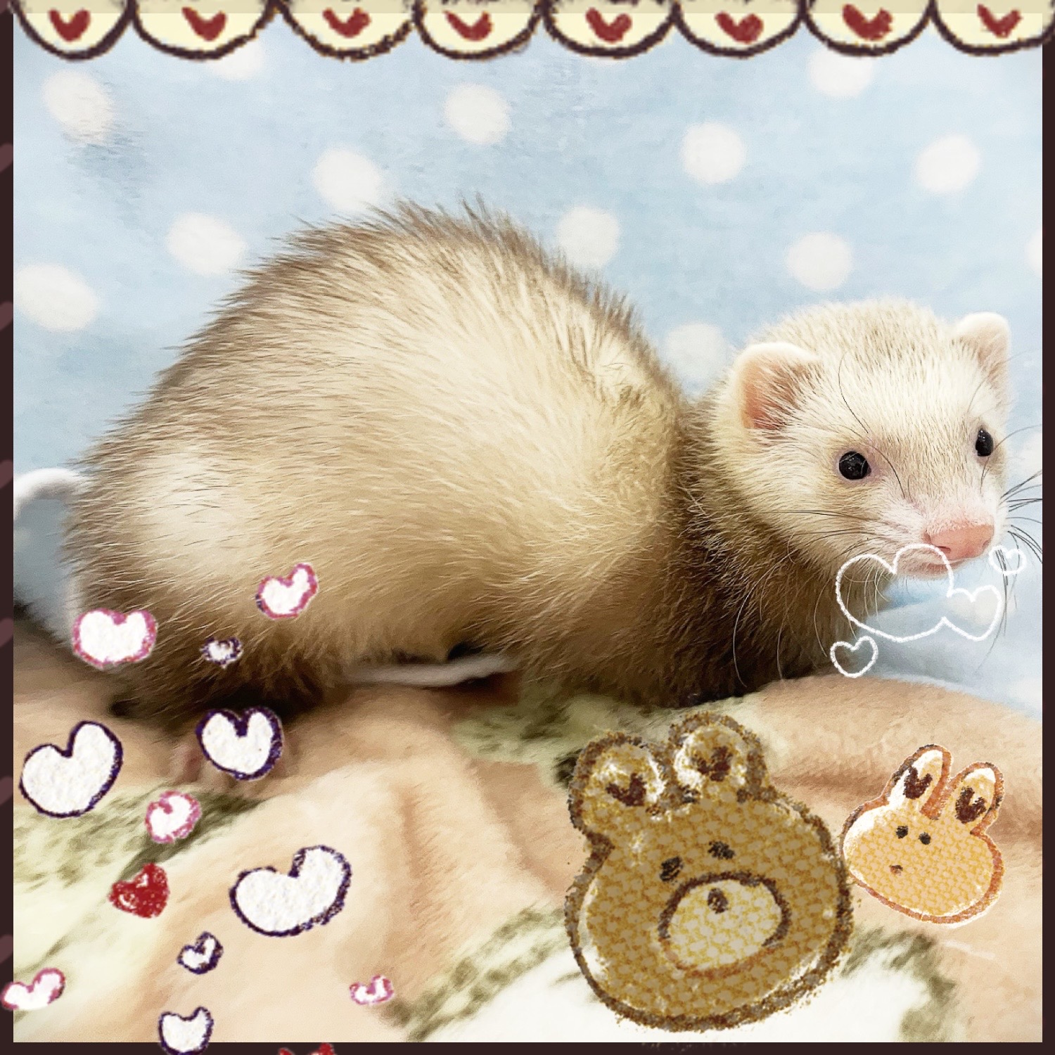 【春日井ぺけっと】元気いっぱイタチ！フェレット入店🌟【哺乳類】