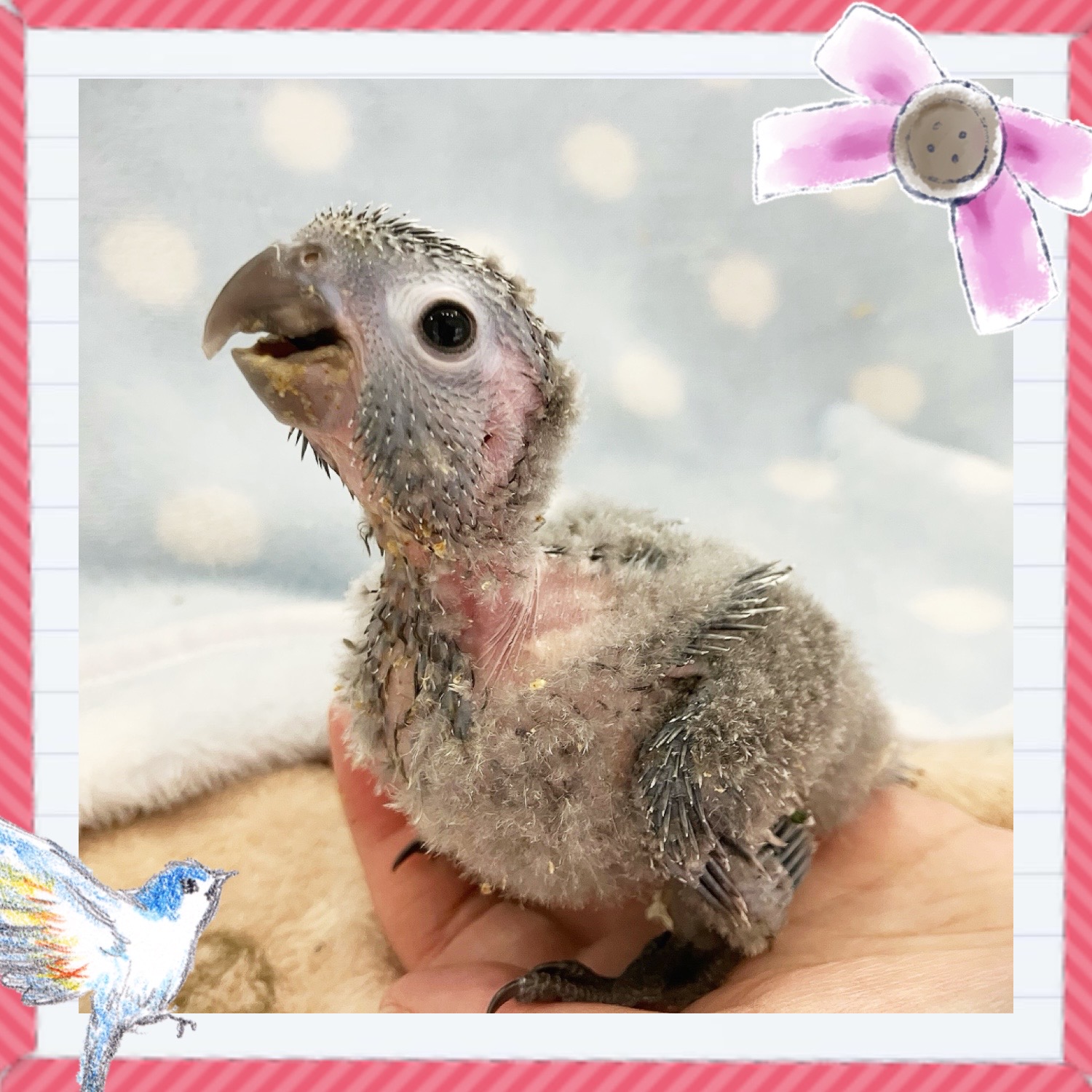 【春日井ぺけっと】ふわふわなヒナウロコ🐣✨【鳥類】