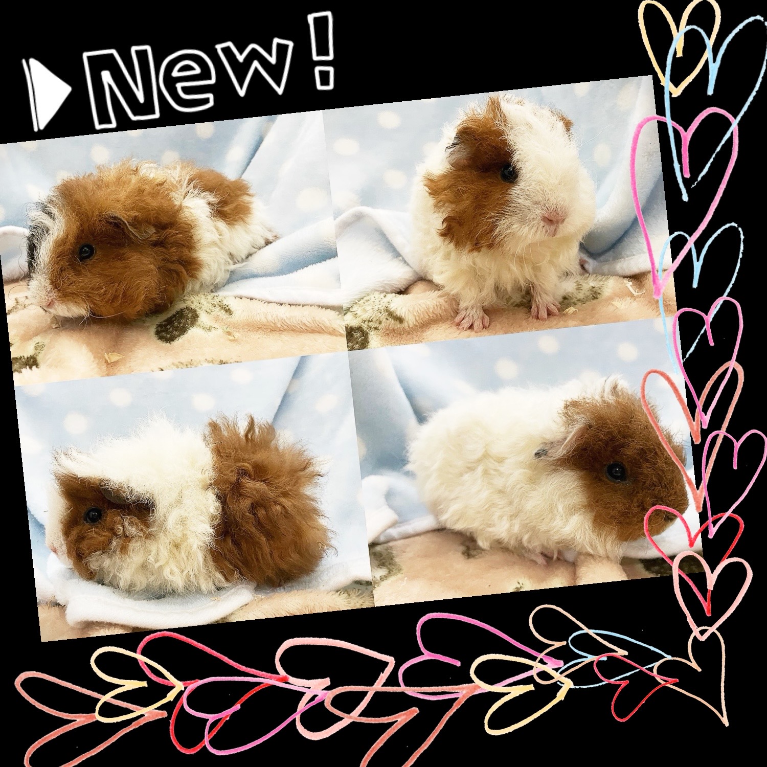 【春日井ぺけっと】モル広場充実してます✨ テッセル＆アルパカ編【哺乳類】