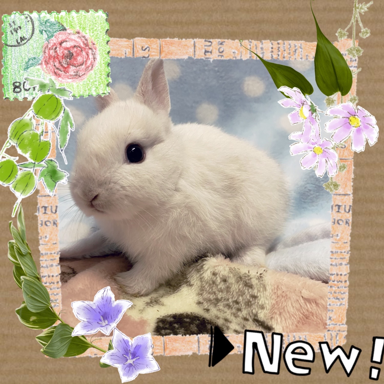 【春日井ぺけっと】まるコロかわいいネザーベビー🐰【哺乳類】