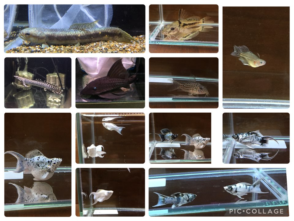 プラチナホワイトダルメシアンバルーンライヤーモーリー入荷！春日井熱帯魚