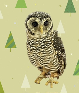 【春日井ぺけっと】よいこなもりっち！【猛禽類】