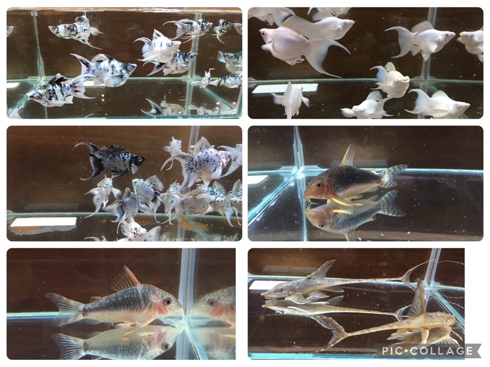 ベタフェス前は熱帯魚も熱い！？プラチナライヤーバルーンモーリー再入荷　 2025/10/10 新入荷 春日井熱帯魚