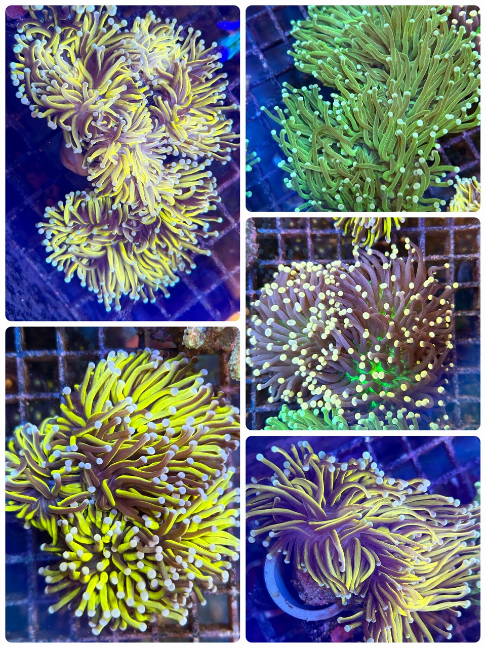 【みなとマリン】サンゴ在庫リスト更新