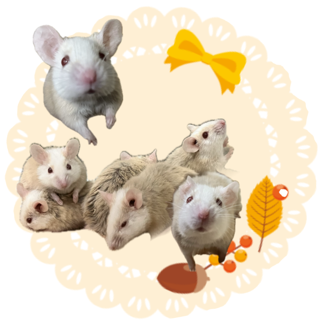 【春日井ぺけっと】プチラット！【哺乳類】