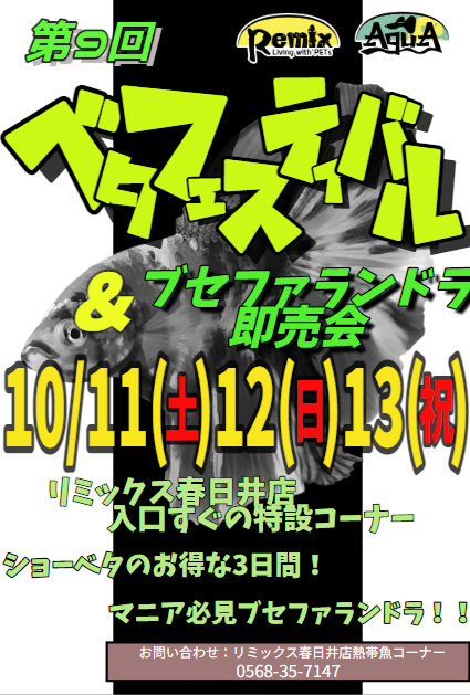 ベタフェスティバルのベタをくまちゃんセレクトで紹介！ 春日井熱帯魚