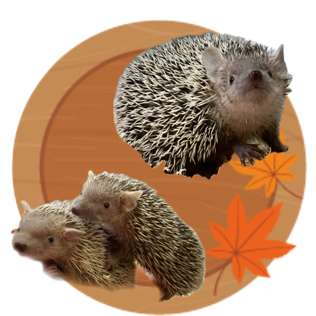 【春日井ぺけっと】個性色々！ヒメハリーズ！【哺乳類】