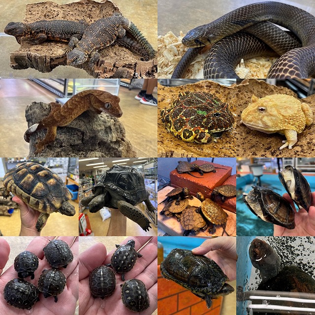 【インターペポニ】今週から月末まで一気にボルテージが上がるぜぇぇぇぇぇ！！！！！(個人的に)