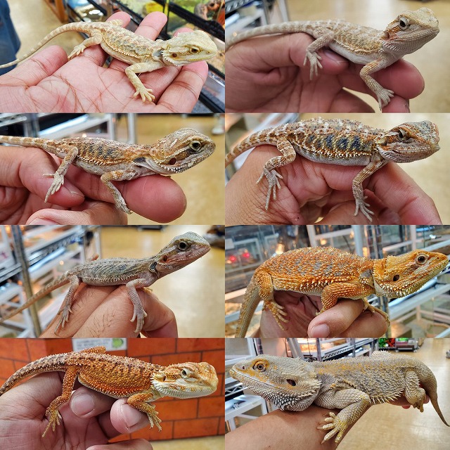 【インターペポニ】ようやくフトアゴブログを更新です～