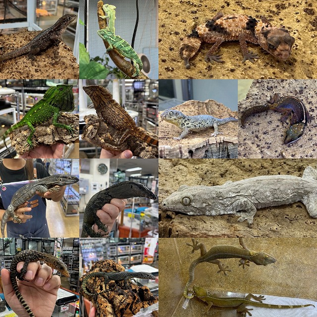 【インターペポニ】10月も全力で楽しむ！