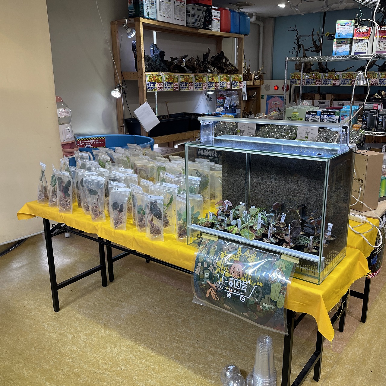 雨林植物即売会開催！