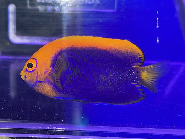 みなと海水】変わりもの多め！ | 名古屋のペットショップRemix