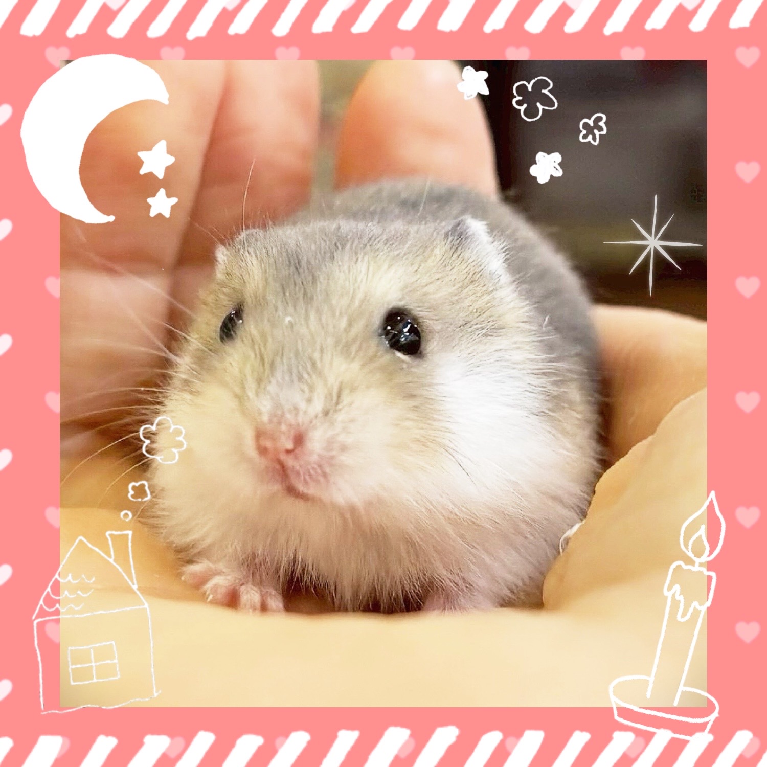 【春日井ぺけっと】レアじゃん！個性派ジャンガリアン【哺乳類】