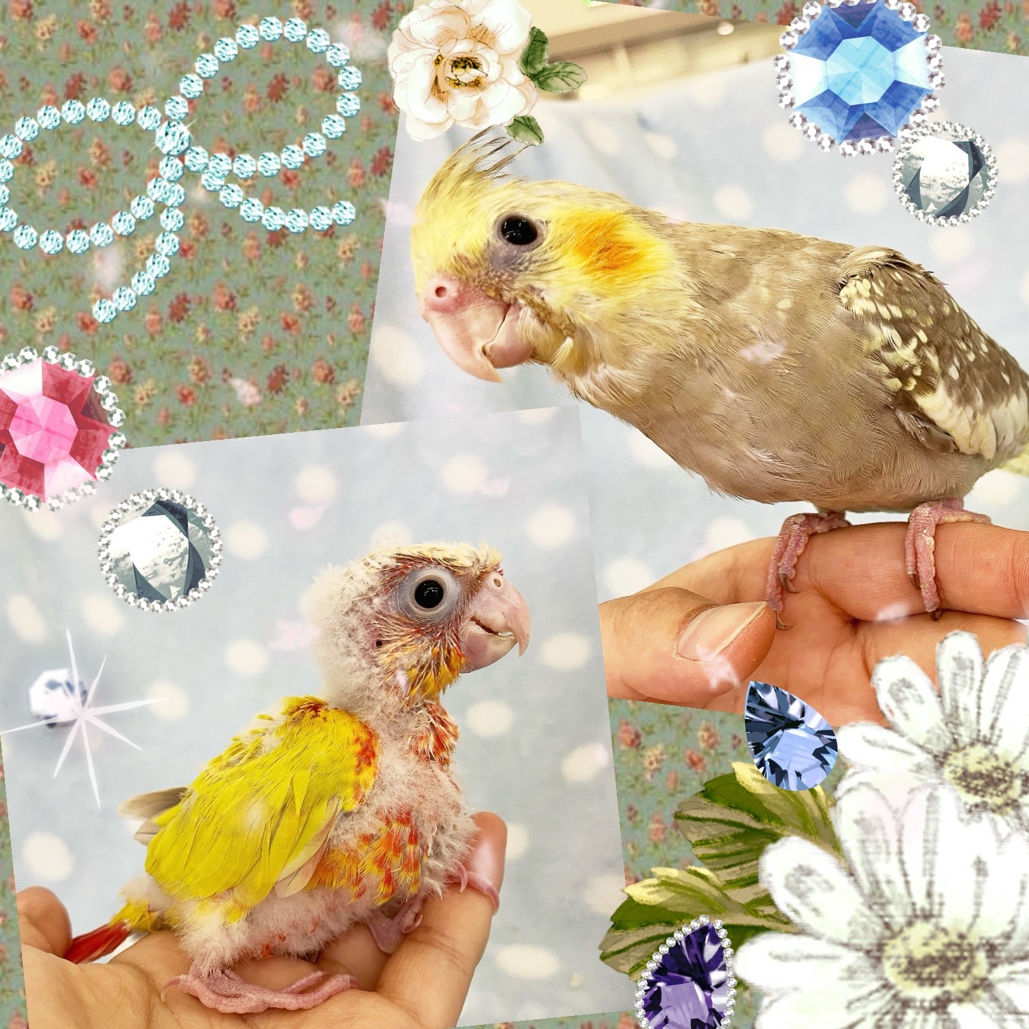 【春日井ぺけっと】ナイスサイズ！！中型ヒナたち♪♪【鳥類】