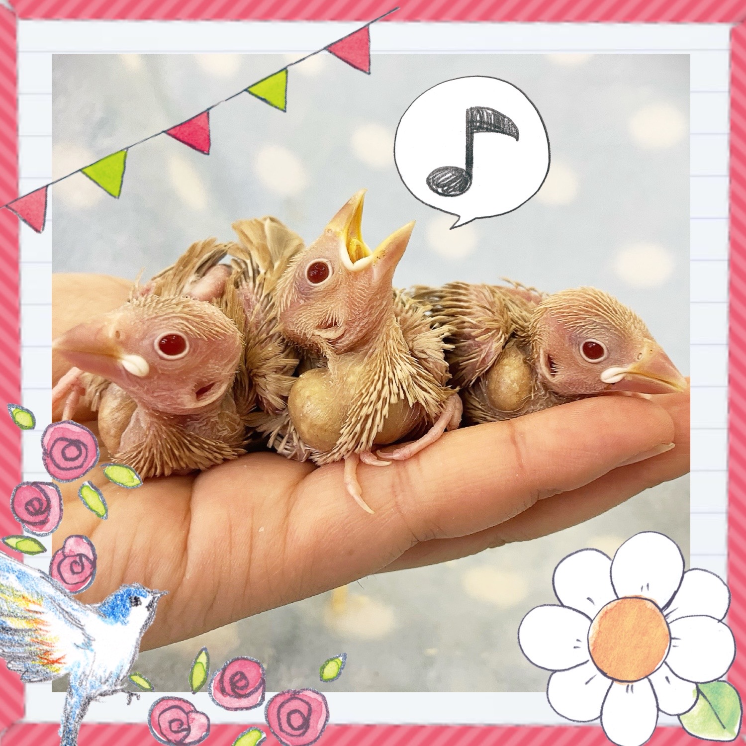 【春日井ぺけっと】ヒナヒナ文鳥軍団！！【鳥類】