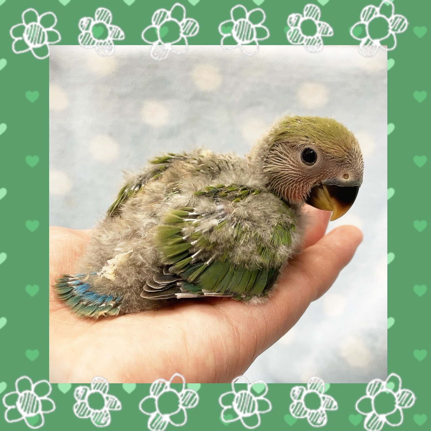 【春日井ぺけっと】ラブラブラブバ！！【鳥類】