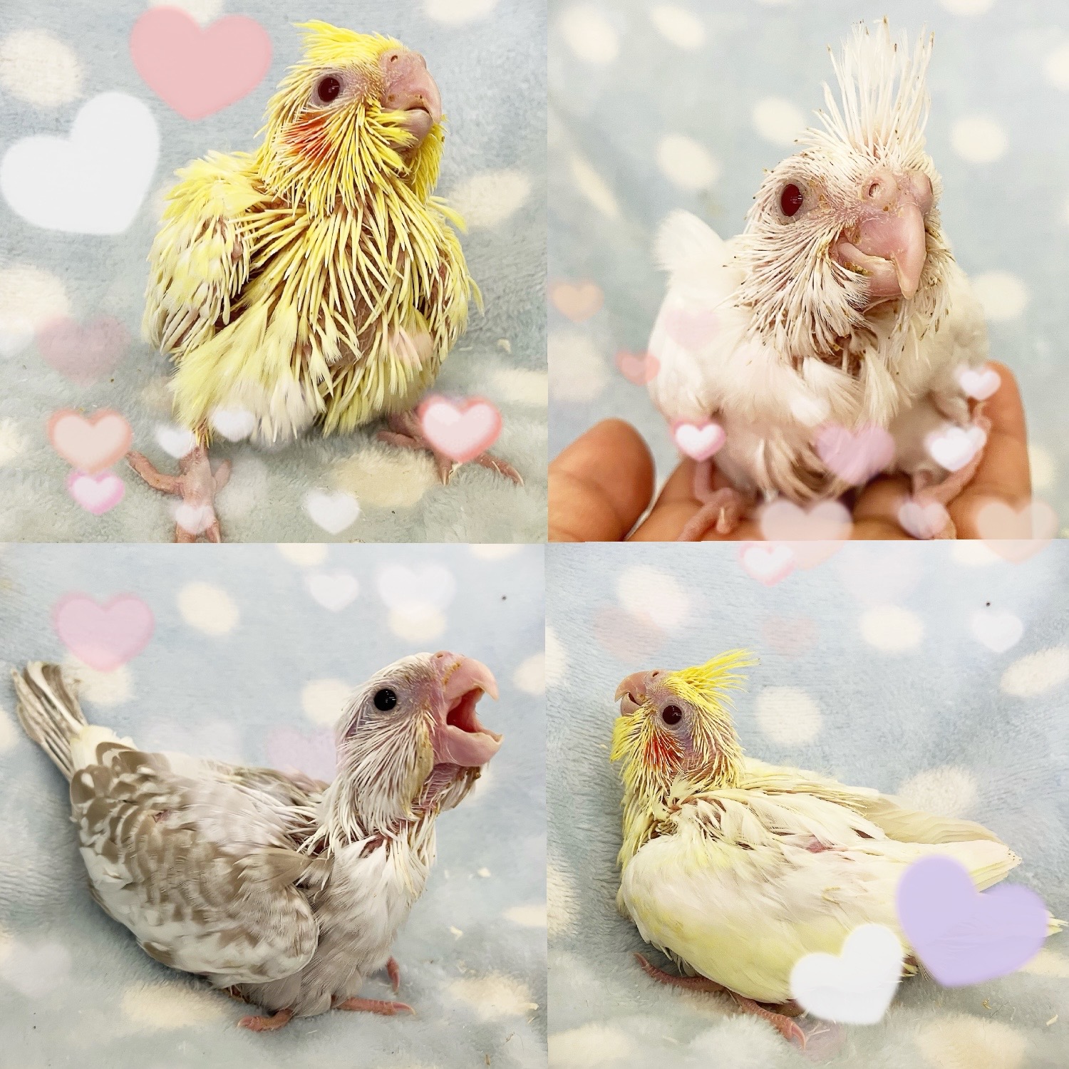 【春日井ぺけっと】色とりどりなオカメヒナ🐣🌟【鳥類】
