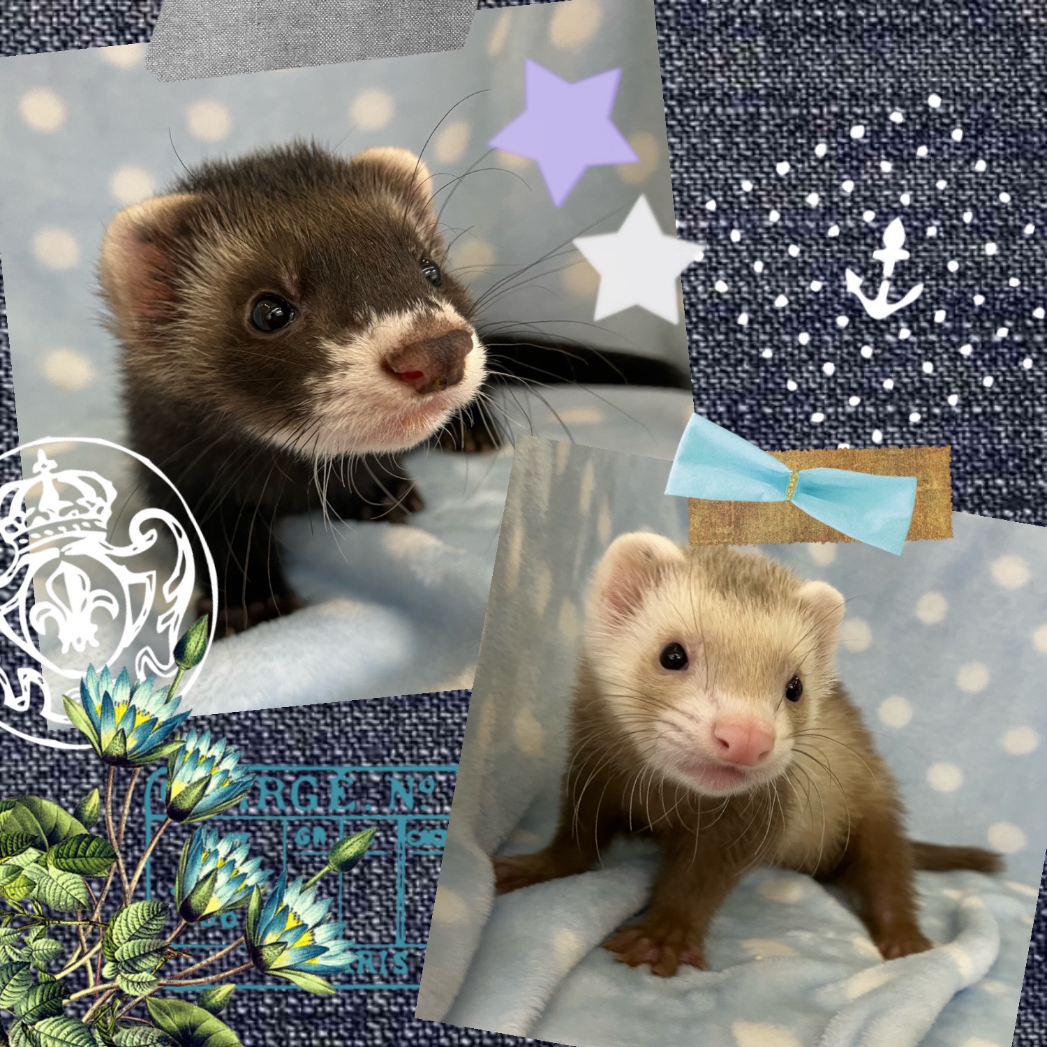 【春日井ぺけっと】フェレベビ来てます！【哺乳類】