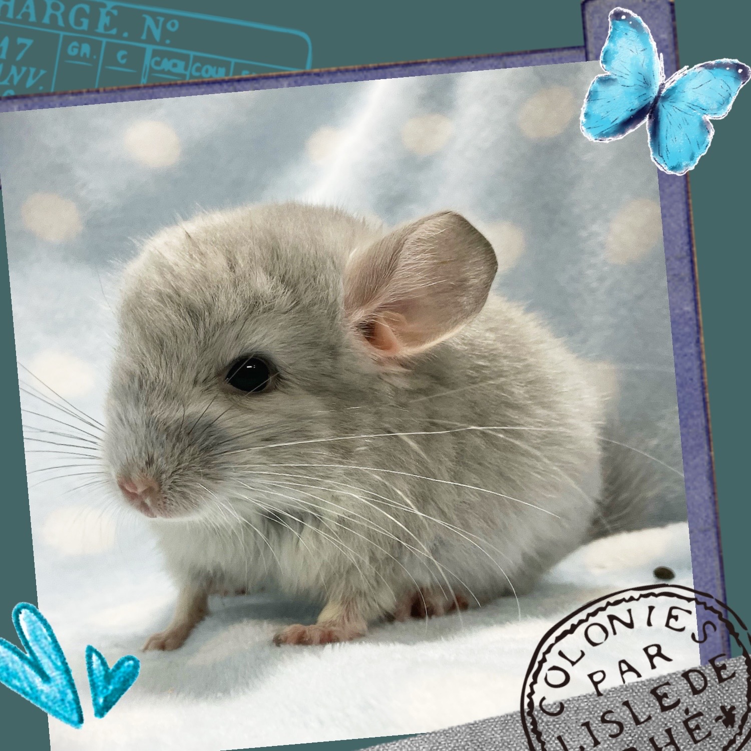 春日井ぺけっと】小さくたってダイヤモンド💎✨【哺乳類】 | 名古屋の