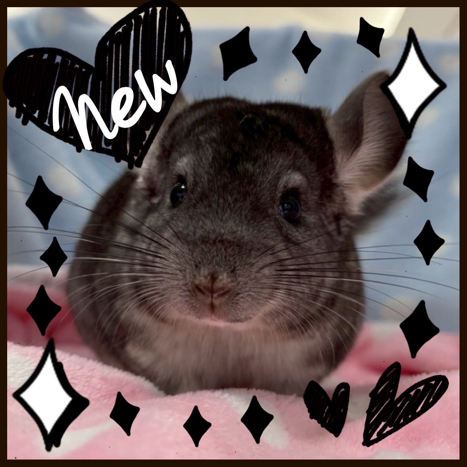 【春日井ぺけっと】秋だ！チンチラだ！モフり放題だ〜！　その①【哺乳類】