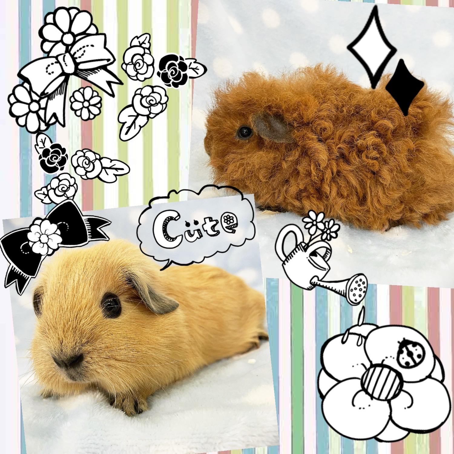 【春日井ぺけっと】かわいさ盛り盛りモル入店♪ その②【哺乳類】